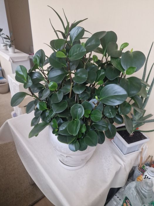 Пеперонная Обтусифолия 2 шт. Без горшка.