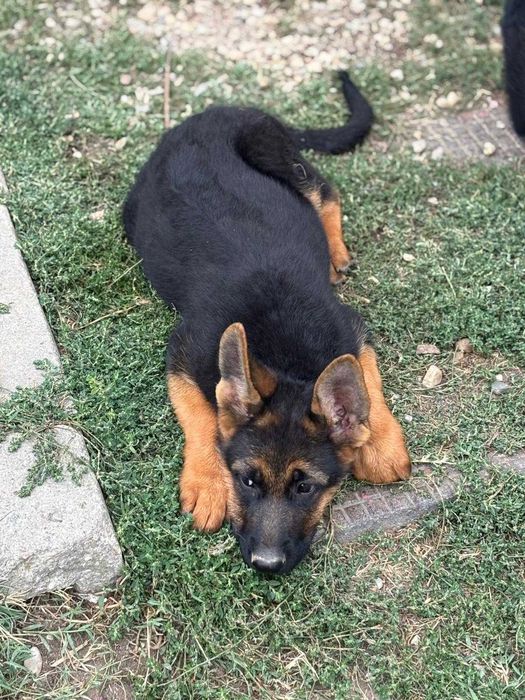 Pui Ciobanesc German Cu Pedigree