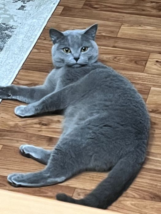 Кошка отдам бесплатно британский