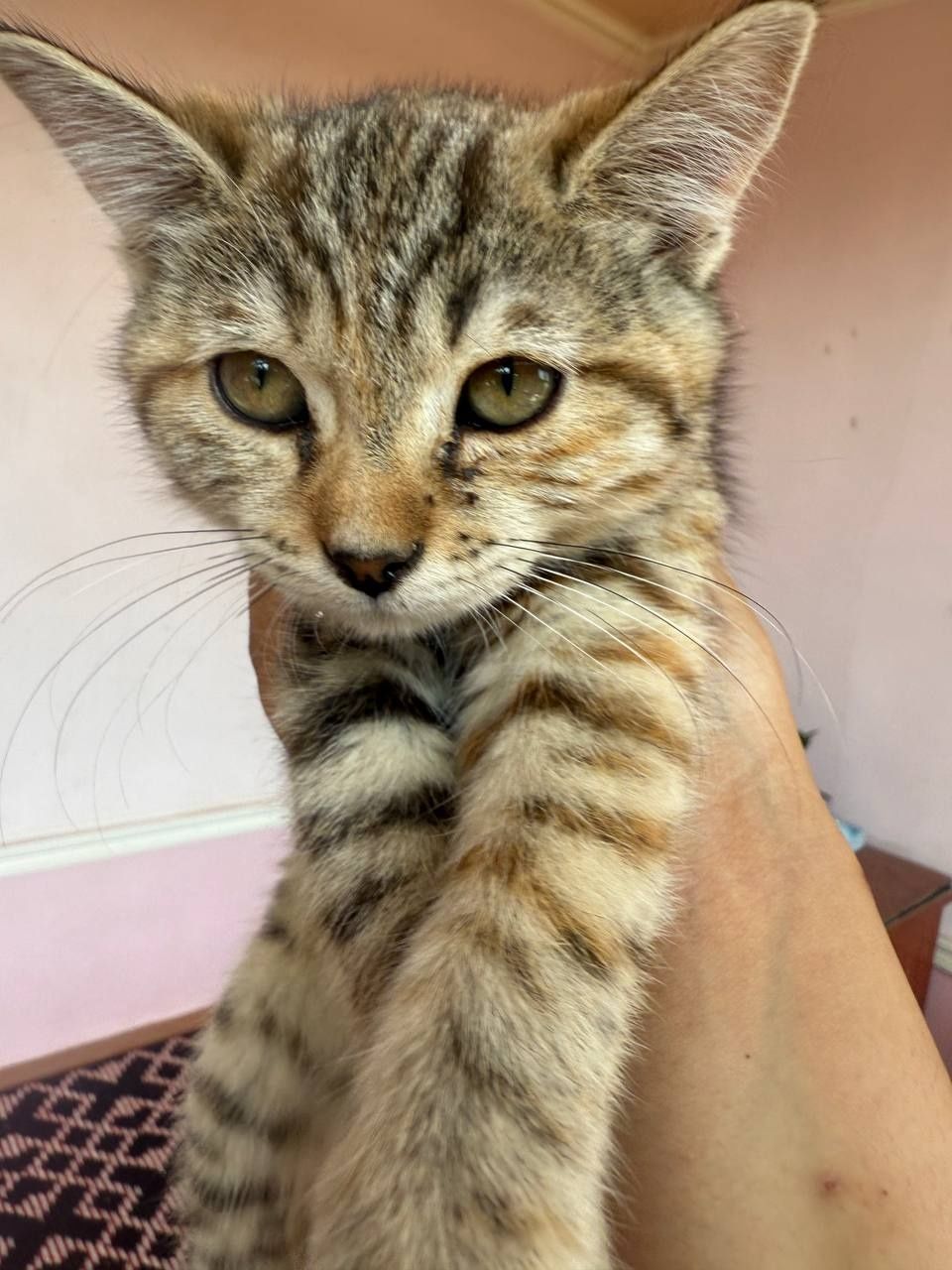 Mushuk bolalari soni 3ta qoldi