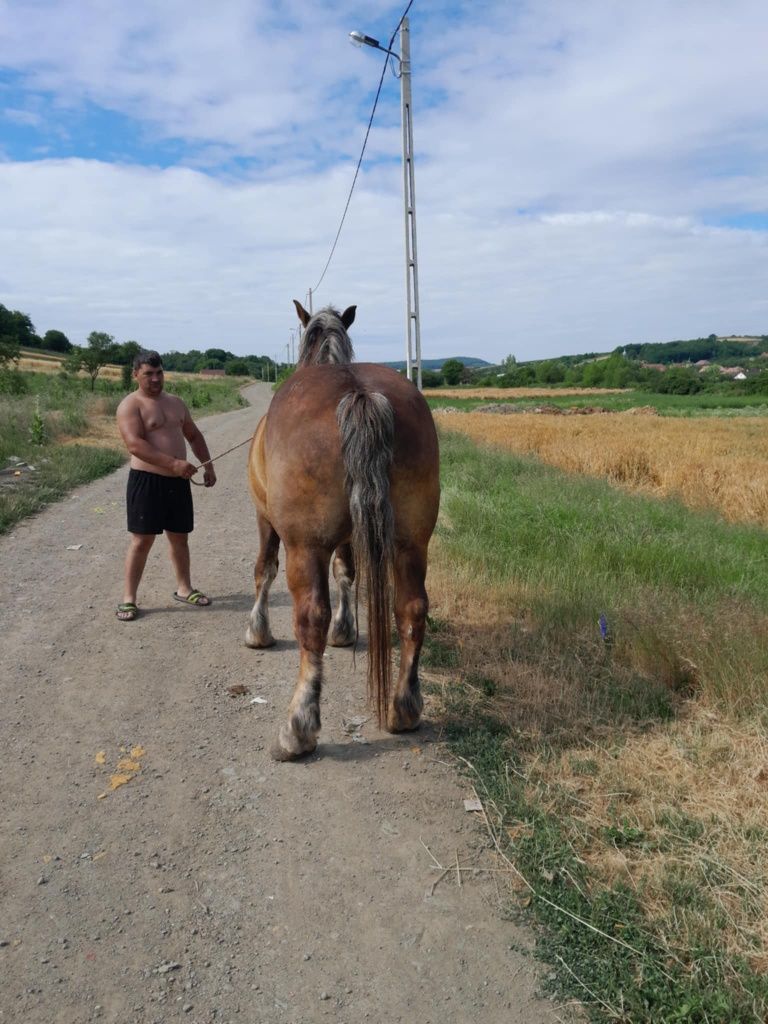 Vad iapa de 6 ani