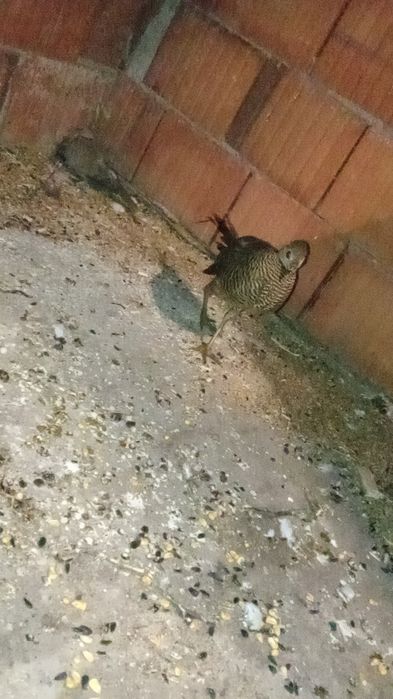 Vând turturele rozătoare fazani auriu pe roșu pe galben rate papagali