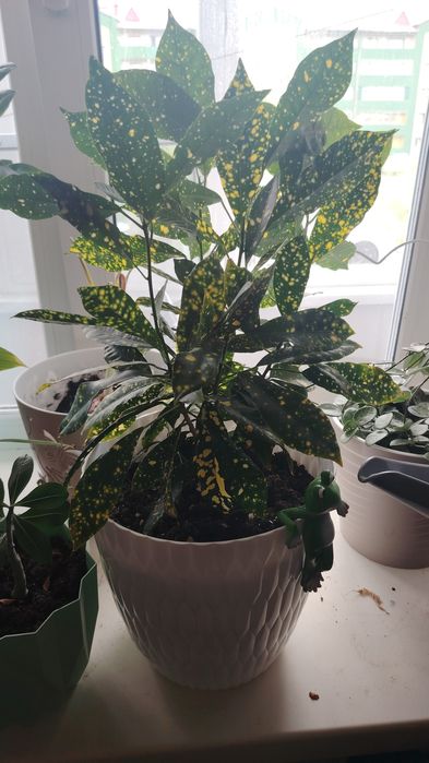 Продам растения Кротоны