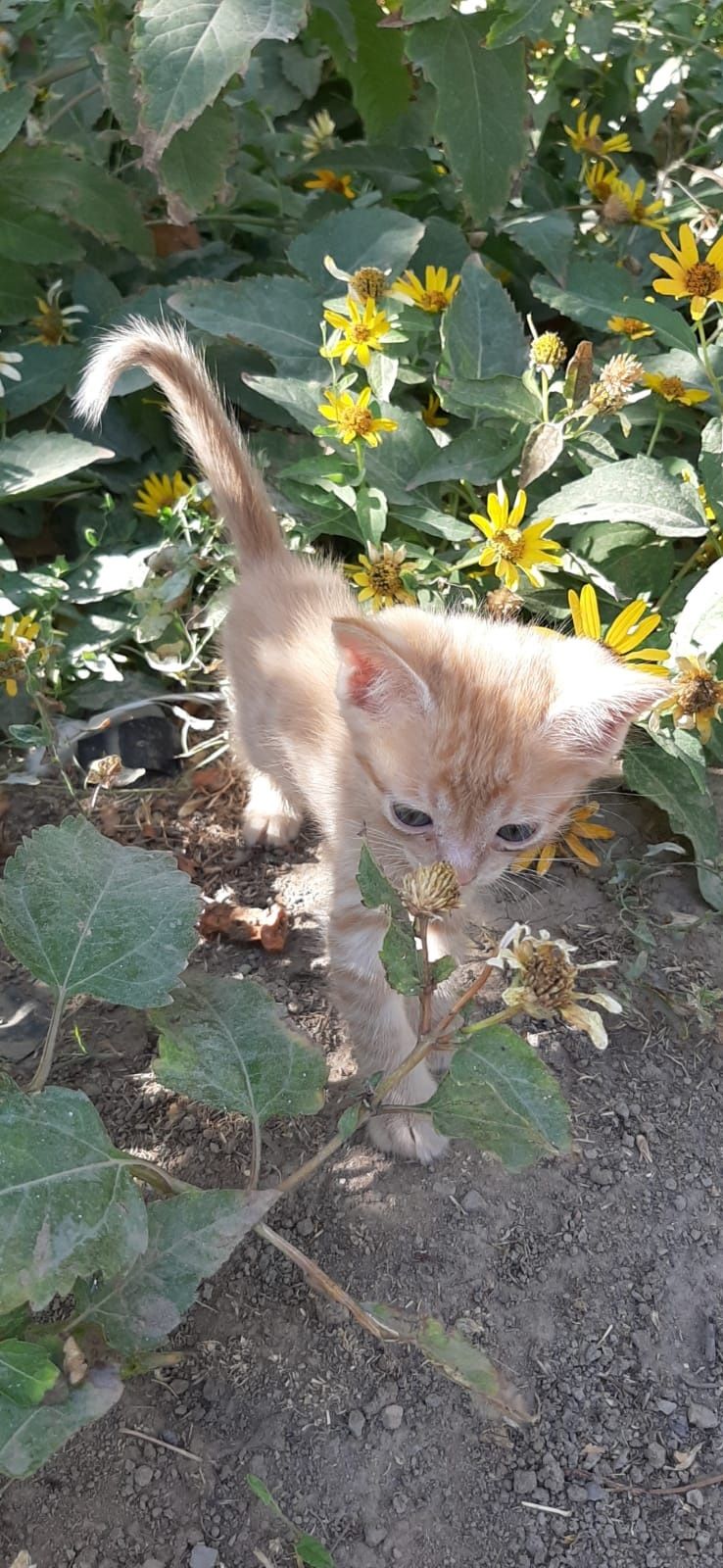 Мысық, отдам котёнка, Арыс