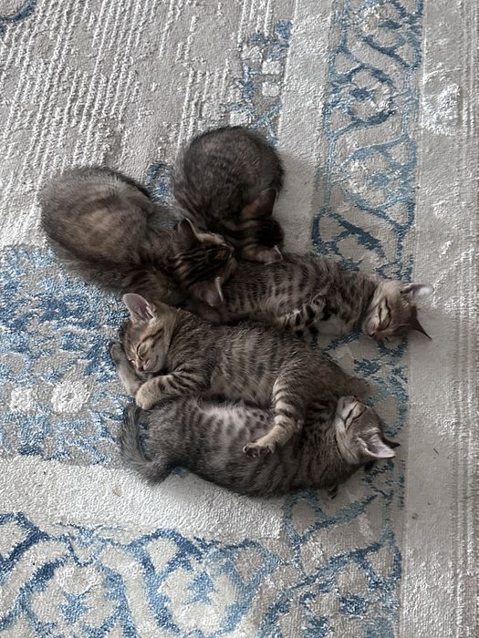 Продам Милые котята в хорошие руки