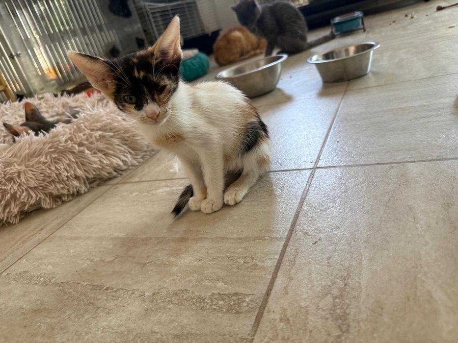 Adoptie pisicuta - ia ma acasa, te voi iubi neconditionat