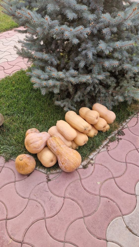 Тыква «мантная».