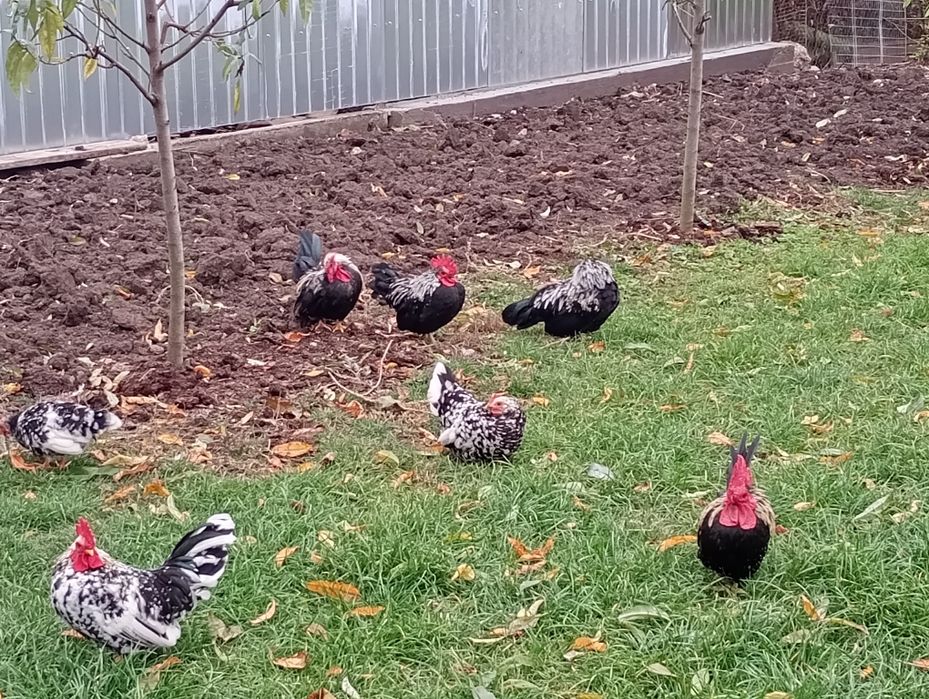 Cocoși și puicuțe chabo de vânzare  la Sallonta.