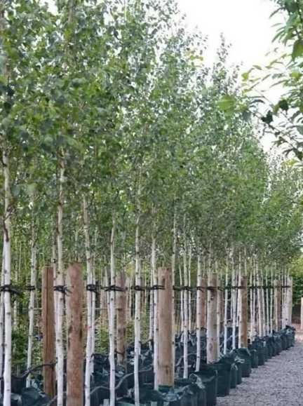 Mesteacan Alb betula Pendula , Planta Toamnei