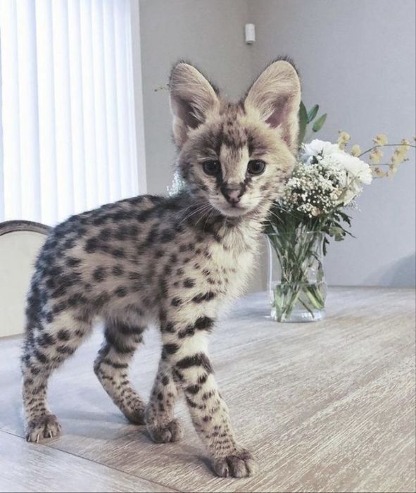 Саванну в добрые руки