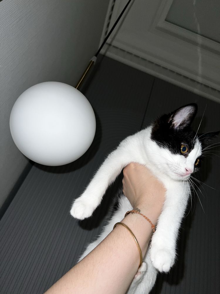 Ангорский котёнок Леон ищет дом