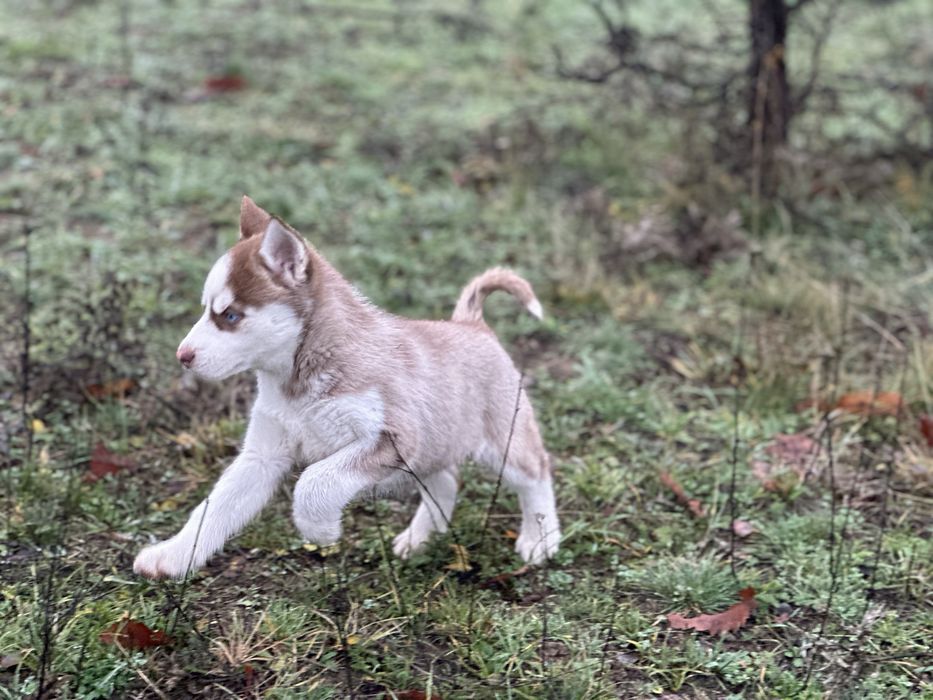 Femela husky(exemplar deosebit)!