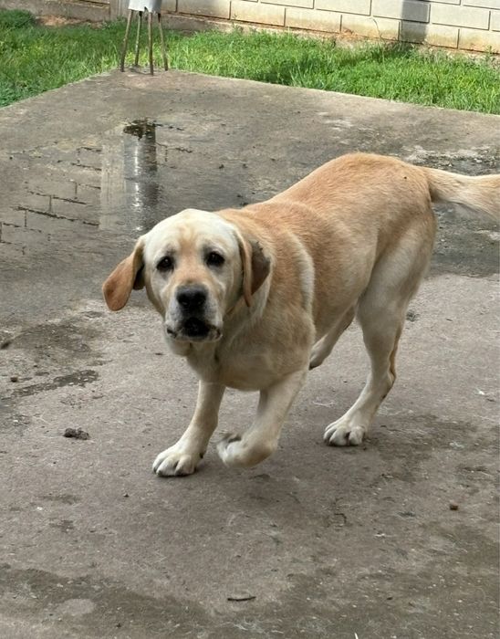 Donez 2 masculi Labrador