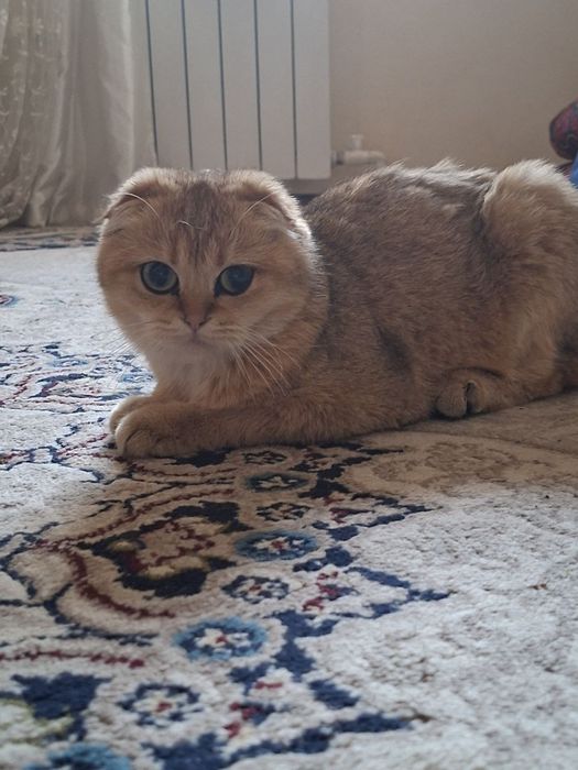 Золотая шиншилла скоттиш фолд девочка