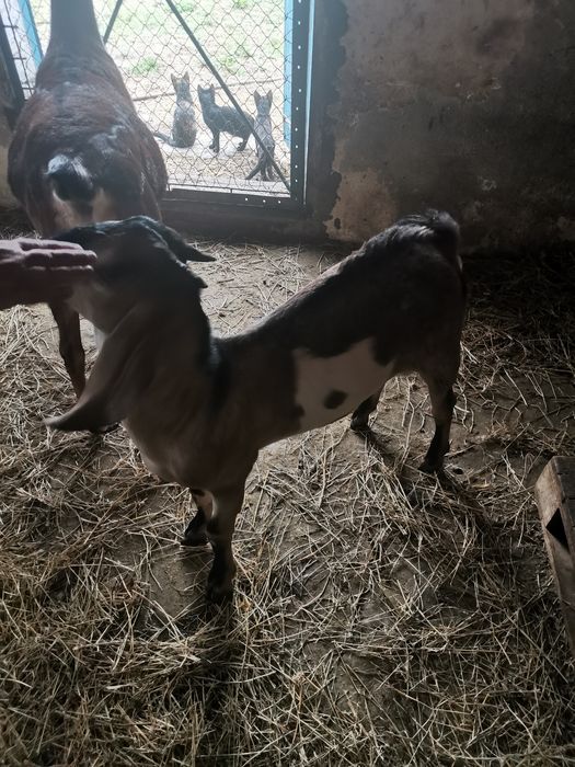De vânzare ied anglo-nubians