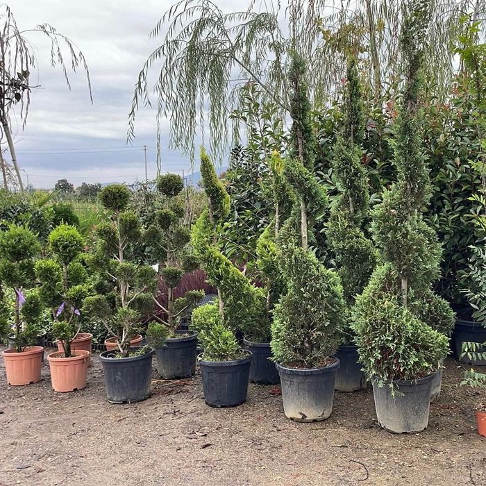 Vând tuia leylandii chiparos la oferta