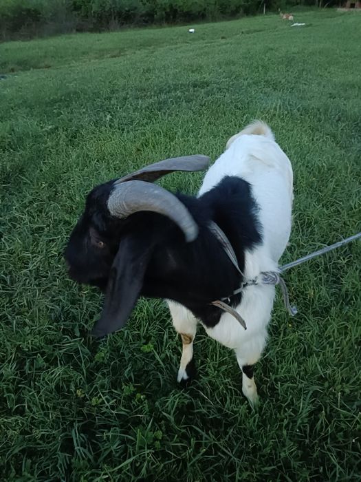 Țap de vânzare în vârstă de 3 ani