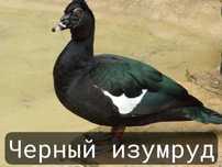 Индоутки и индоутята новых германских линий.
