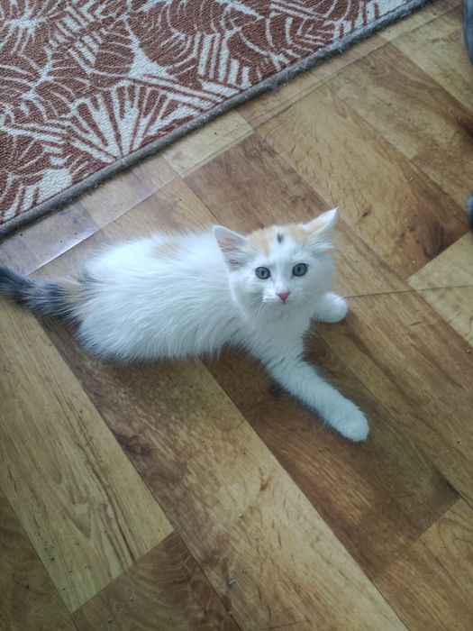 Отдам Котенка в добрые руки