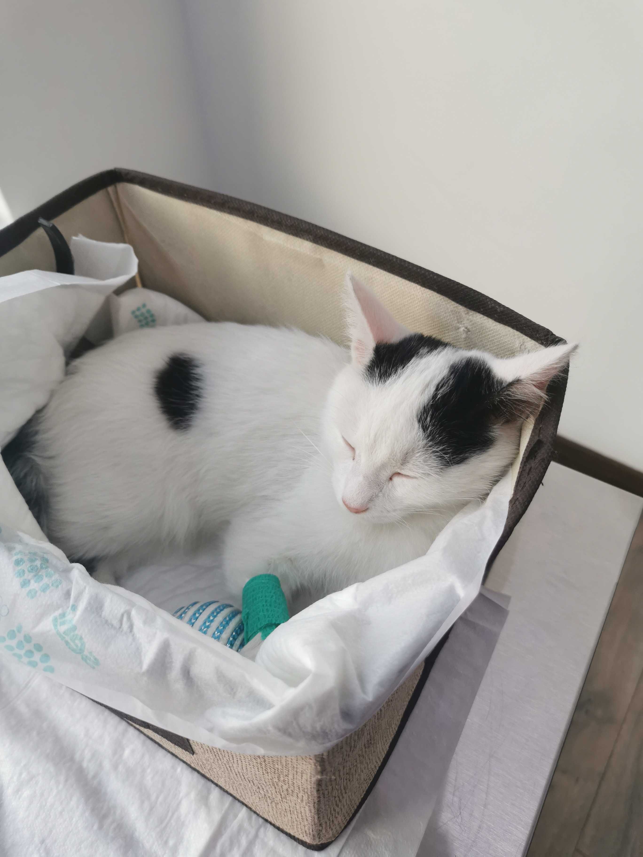 Котенок в добрые руки даром