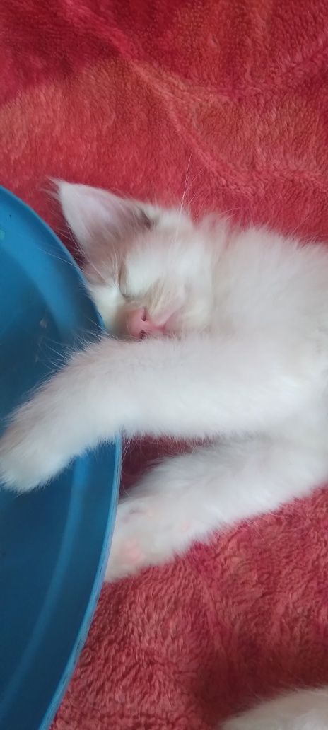 Продаются котста.sotiilaqi muhukshalar
