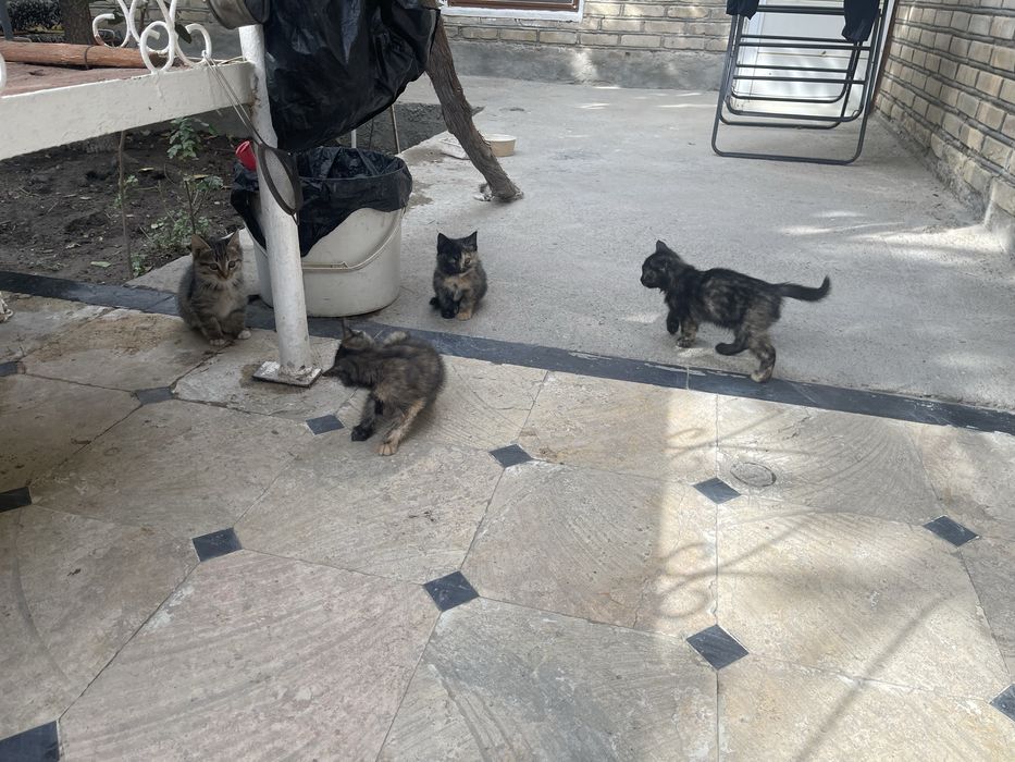 Отдадим доброе руки в