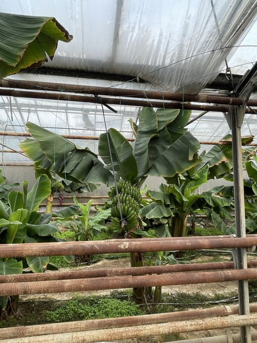 Banan ko’chat karalevskiy