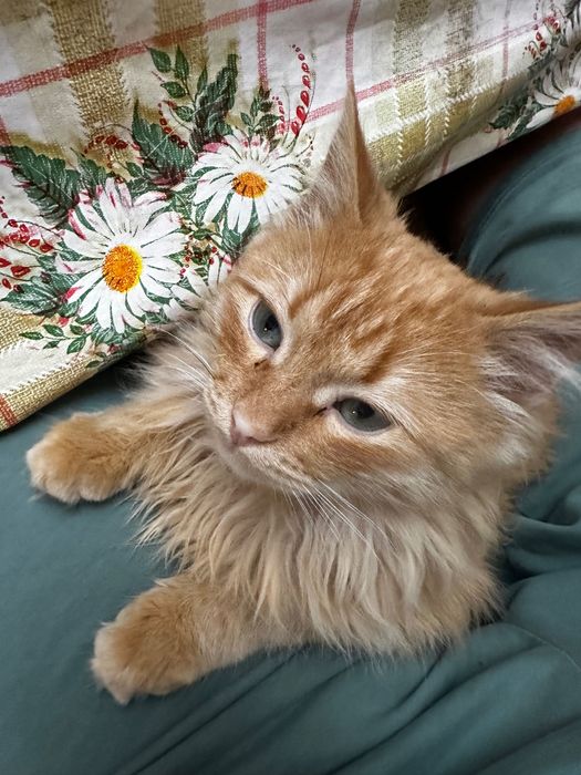 Продаётся пушистая кошка