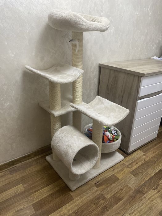 Vand ansamblu pisici