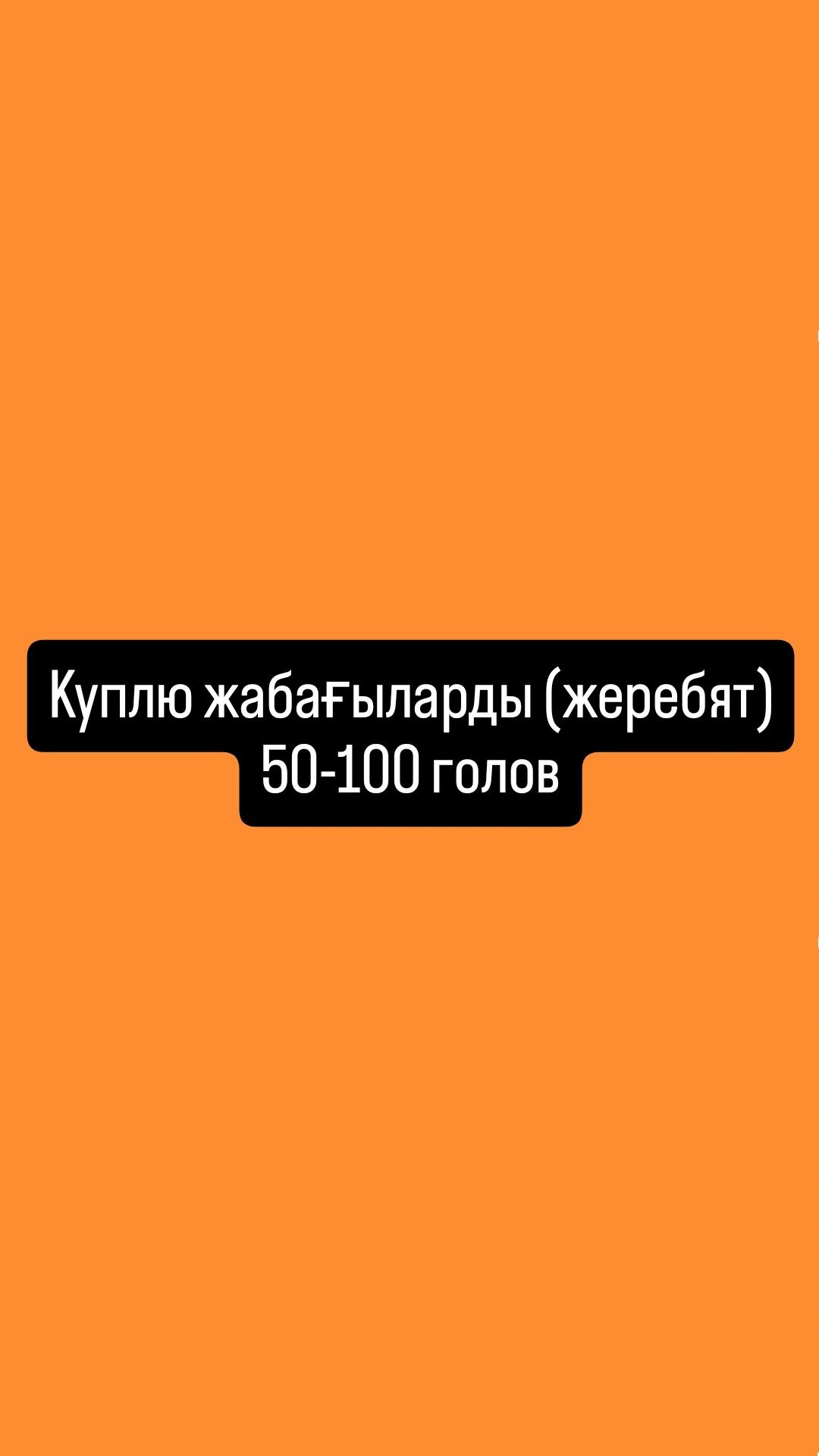 Жабагылар(жеребят) оптом