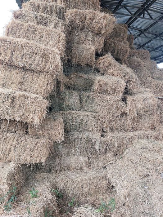 Срочно беда сотилади.