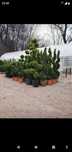 Amenajez curți și grădini cu plante ornamentale