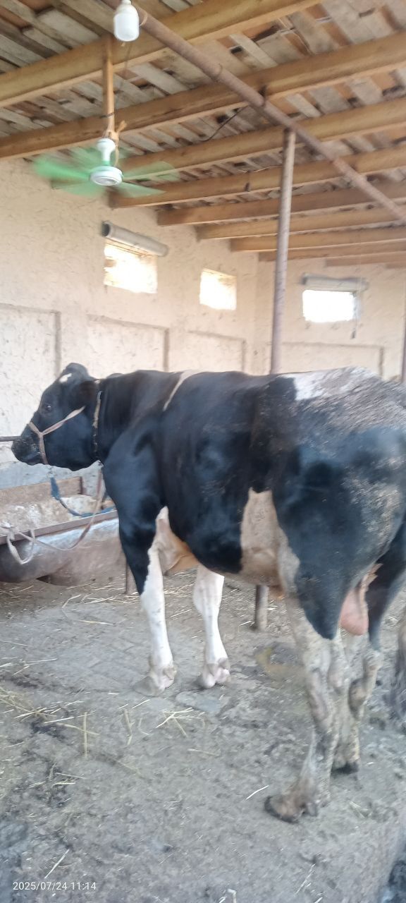 Buqa sotiladi 70 milion divommiz boyi 1,60dan balan