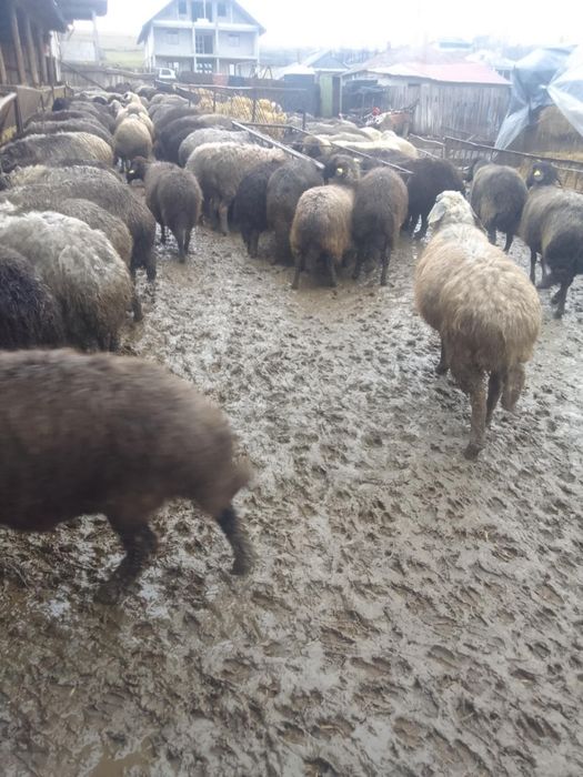 Vând Oi caracul 100 buc  gestante.