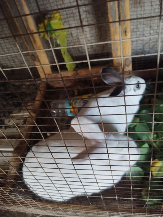 Quyonlar erkak ikkalasi 300 ming