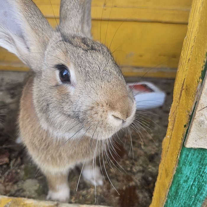 Қоян 2 шт еркек 4-6 айлық