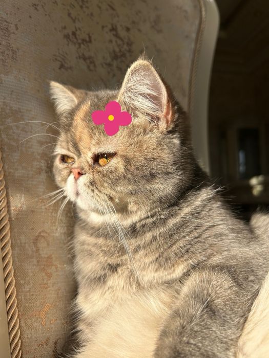 Mushuk va bolalari yaxshi qollaga