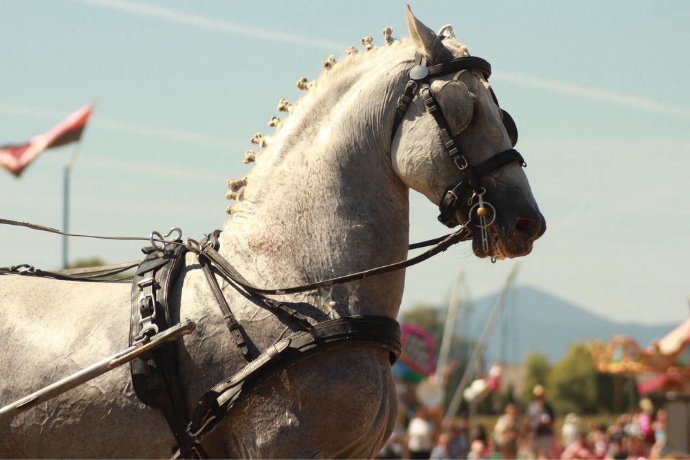 Vand armasar Lusitano