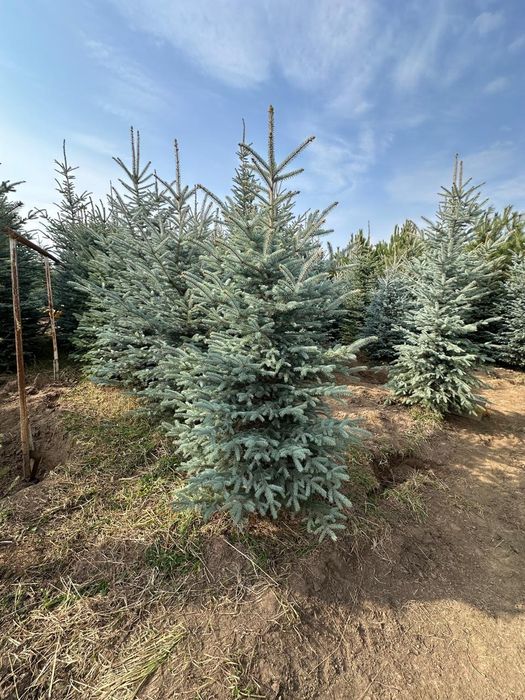 Голубые ель голубая елки купить в Алмате премиум качества