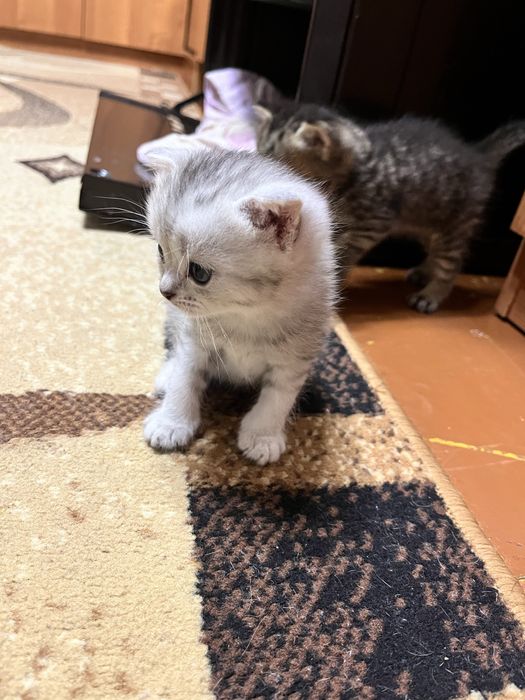 Скоттиш фолд вислоухие шотландцы