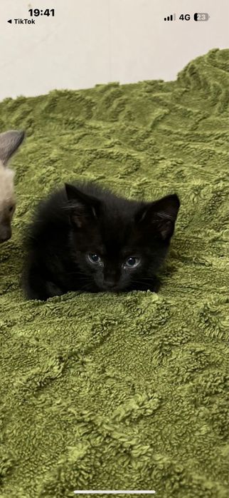 Котенок 2 месяца