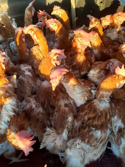Продават се кокошки