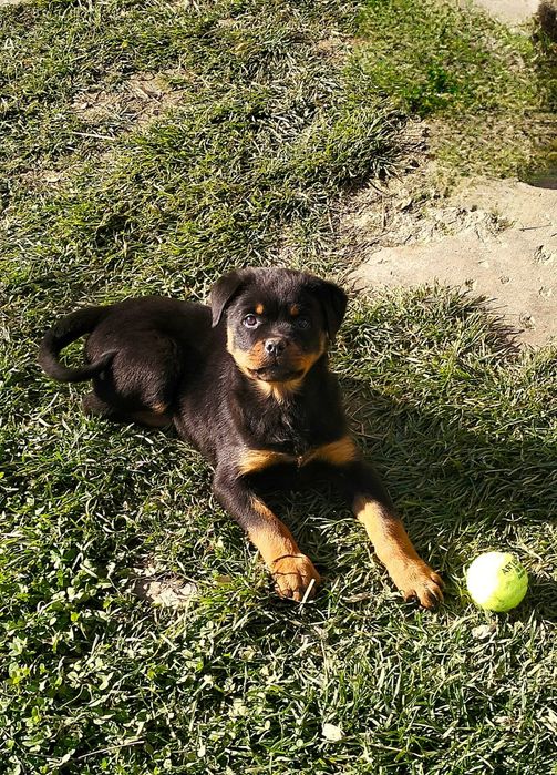Catelus Rottweiler