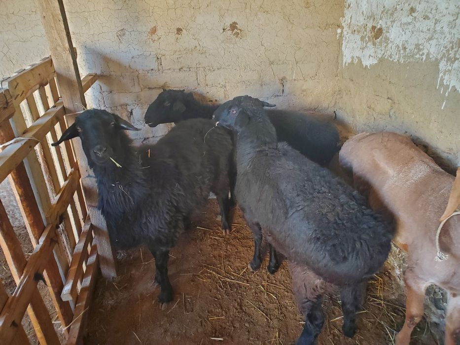 2 саулық кой сатылады