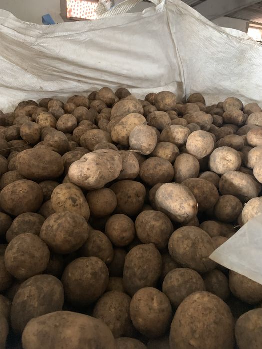 Cartof pentru sămânță - 35-45 mm, Laura, Agria, Prada, Ultra, Arizona