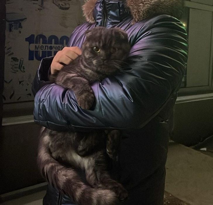 Отдам котенок бесплатно