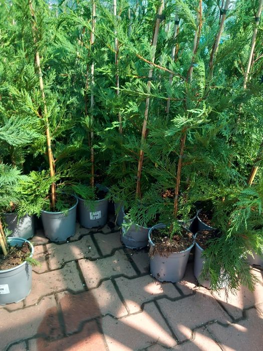 Vând puieți de tei arginti la  ghiveci  și leylandy la ghiveci