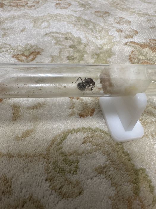 Продам матку муравья мирмикария брунея