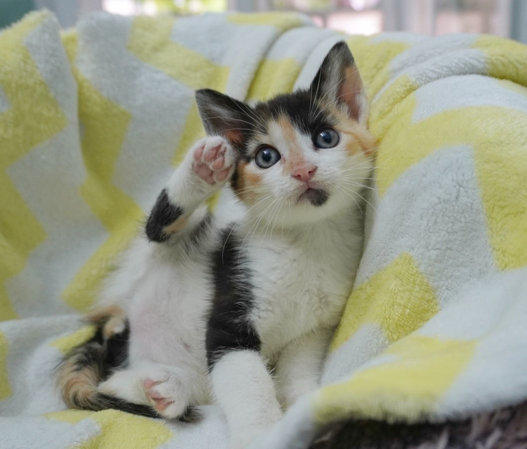 Pisica Sweety îți va îndulci viața dacă o adopți