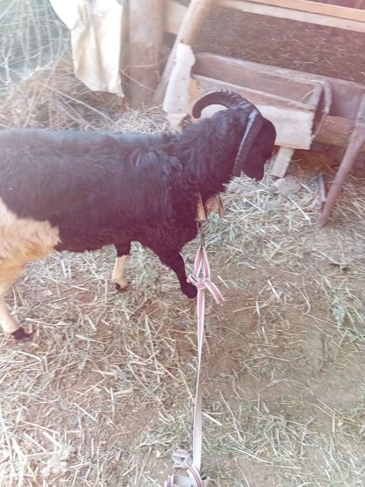 Barra sotiladi sirichni xõron